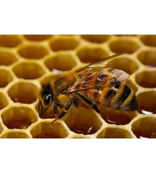 Купить натуральный мёд на сайте «мёдный.рф»